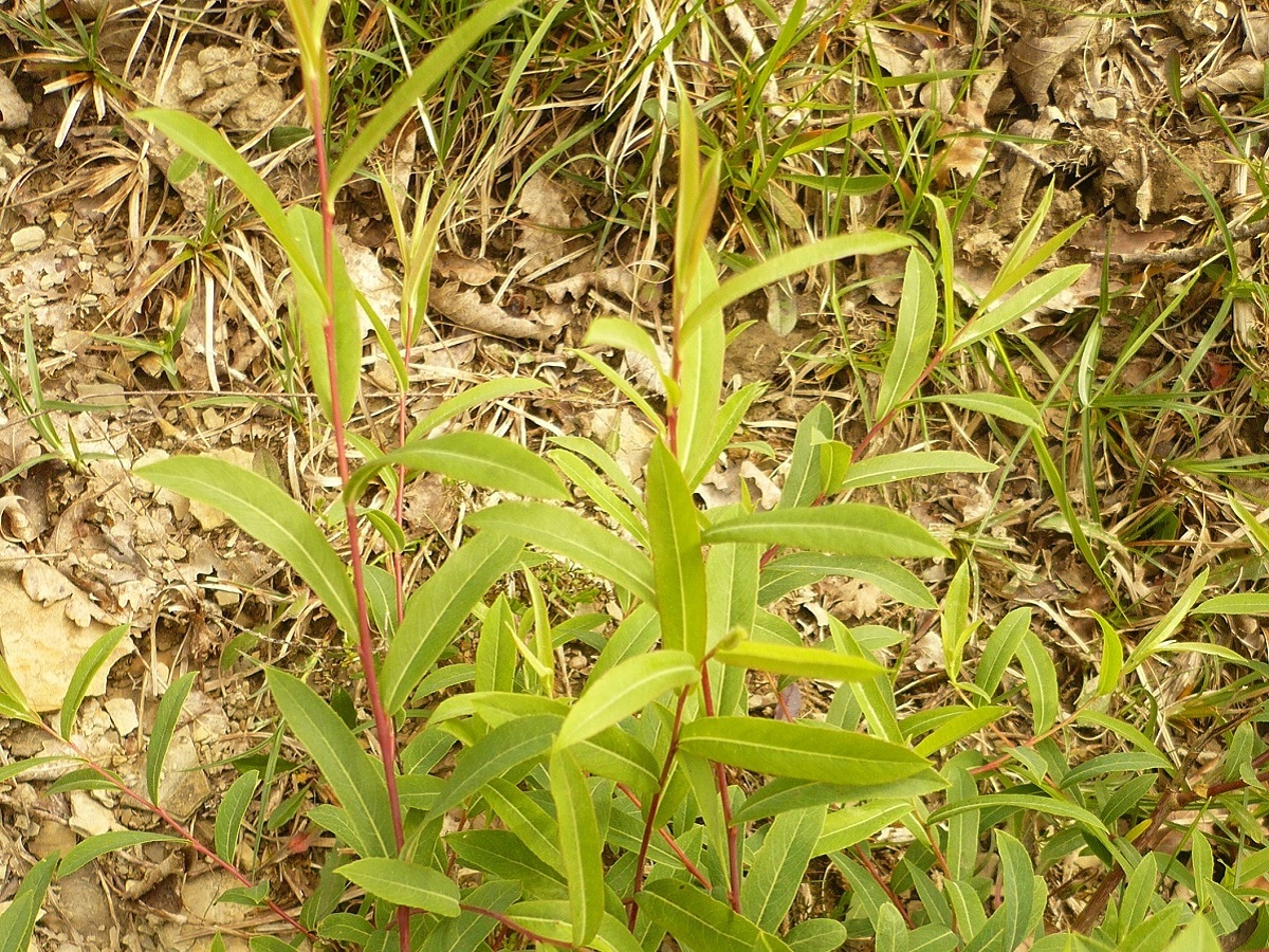 Salix purpurea (Salicaceae)